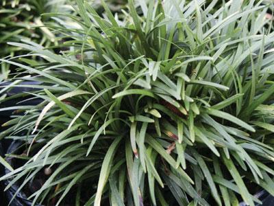 Dwarf Mondo Grass Ophiopogon japonicus Nana from Pender Nursery