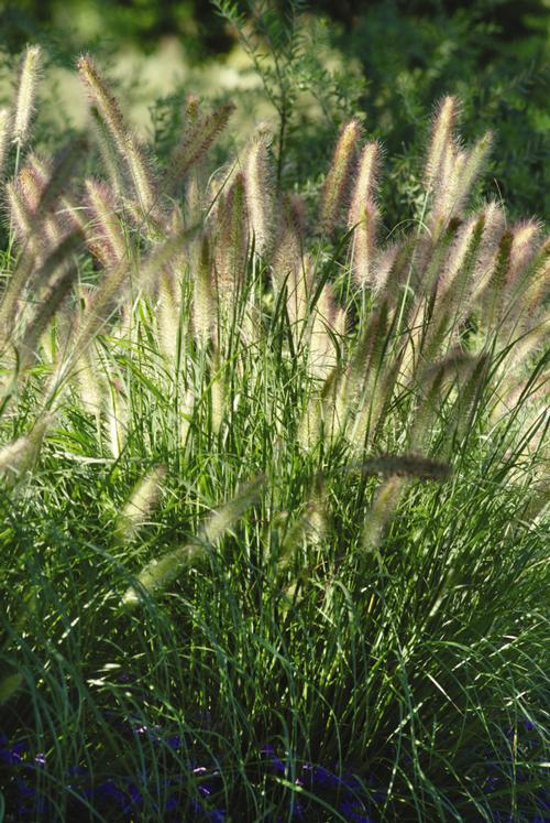 Dwarf Fountain Grass Pennisetum alopecuroides Cassian from Pender Nursery