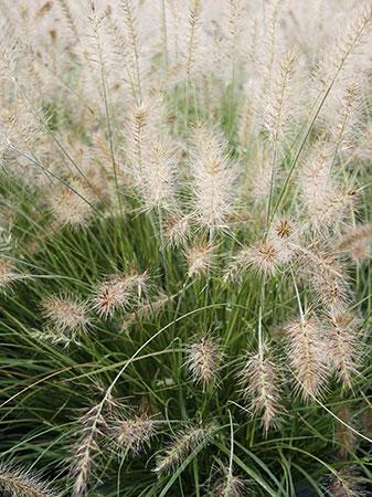 Dwarf Fountain Grass Pennisetum alopecuroides Hameln from Pender Nursery