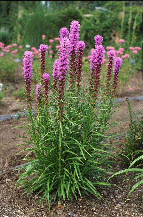 Gay Feather Liatris spicata from Pender Nursery
