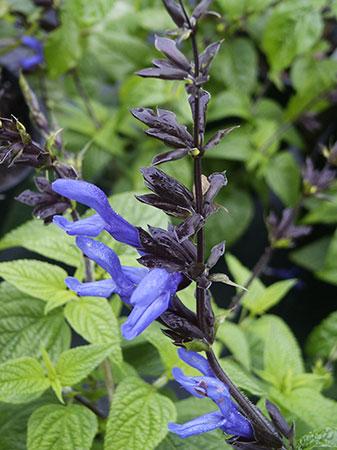 Black and Blue Salvia Salvia guaranitica 'Black & Blue' from Pender Nursery