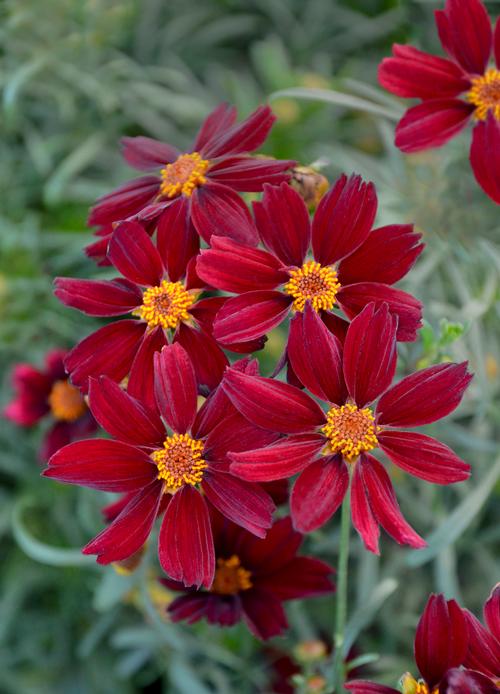 PermaThread™ Red Satin Tickseed Coreopsis PermaThread™ 'Red Satin' PP#25736 from Pender Nursery