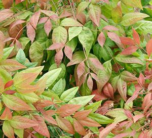 Blush Pink™ Nandina Nandina domestica Blush Pink™ PP#19916 from Pender Nursery Blush Pink™ Nandina Nandina domestica Blush Pink™ PP#19916 from Pender Nursery