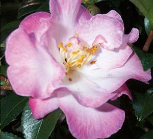 October Magic® Orchid™ Camellia Camellia sasanqua Orchid™ PP#20465 from Pender Nursery