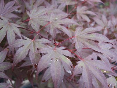 Bloodgood Japanese Maple Acer palmatum Bloodgood from Pender Nursery