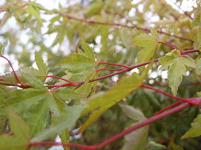 Sango Kaku Japanese Maple Acer palmatum 'Sango Kaku' from Pender Nursery