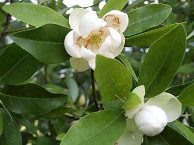 Sweetbay Magnolia Magnolia virginiana from Pender Nursery