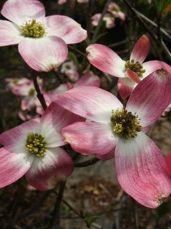 Pink Flowering Dogwood Cornus florida var. rubra from Pender Nursery