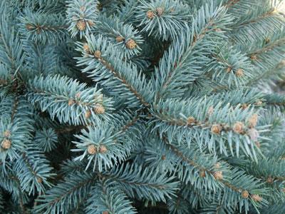 Baby Blue Blue Spruce Picea pungens 'Baby Blue' from Pender Nursery