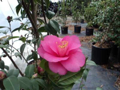 Gay Baby Spring Blooming Camellia Camellia x 'Gay Baby' from Pender Nursery