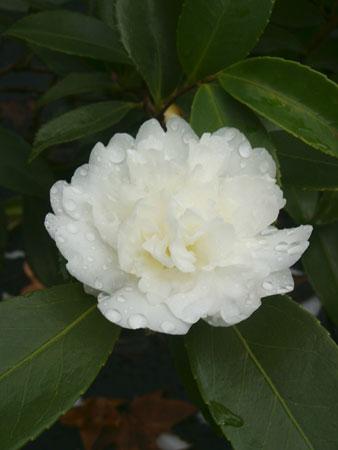 Snow Flurry Winter Hardy Camellia Camellia x Snow Flurry from Pender Nursery