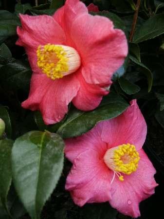 Spring Promise Winter Hardy Camellia Camellia x 'Spring Promise' from Pender Nursery