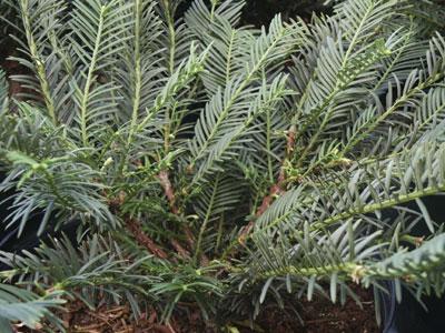 (Japanese Plum Yew) Cephalotaxus harringtonia var. drupacea from Pender Nursery
