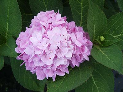 Endless Summer® The Original Hydrangea Hydrangea macrophylla Endless Summer® PP#15298 from Pender Nursery