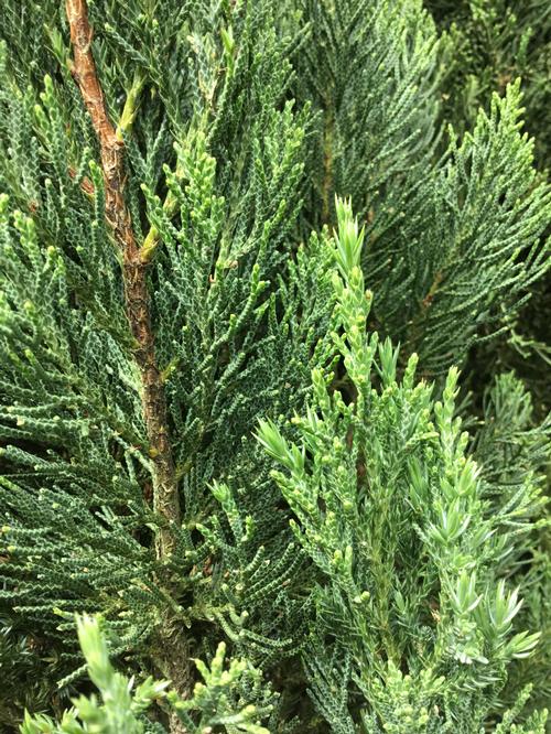 Blue Point Juniper Juniperus chinensis 'Blue Point' from Pender Nursery