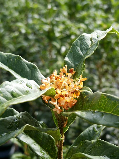 Orange Tea Olive Osmanthus fragrans var. aurantiacus from Pender Nursery