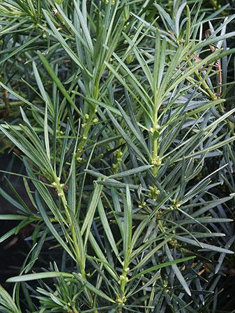 Chinese Podocaarpus Podocarpus macrophyllus Maki from Pender Nursery