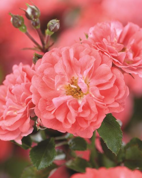 Drift® Coral Rose Rosa Coral Drift® PP#19148 from Pender Nursery