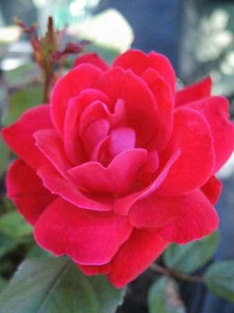 Knock Out® Double Rose Rosa Double Knock Out® PP#16202 from Pender Nursery