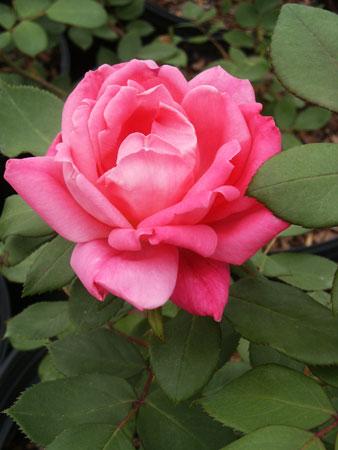 Knock Out® Pink Double Rose Rosa Pink Double Knock Out® PP#18507 from Pender Nursery
