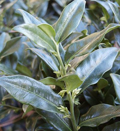 Sweetbox Sarcococca confusa from Pender Nursery