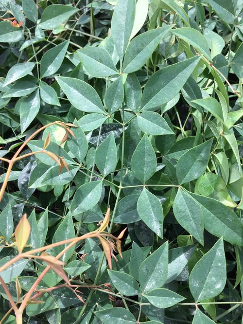 Harbour Dwarf Nandina Nandina domestica 'Harbour Dwarf' from Pender Nursery Harbour Dwarf Nandina Nandina domestica 'Harbour Dwarf' from Pender Nursery