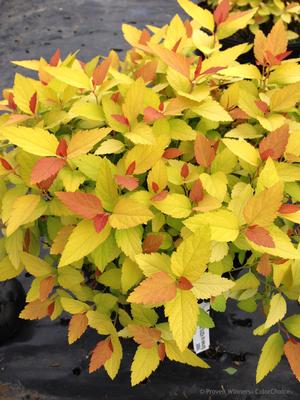 Double Play® Candy Corn® Spiraea Spiraea japonica Candy Corn® PP#28313 from Pender Nursery