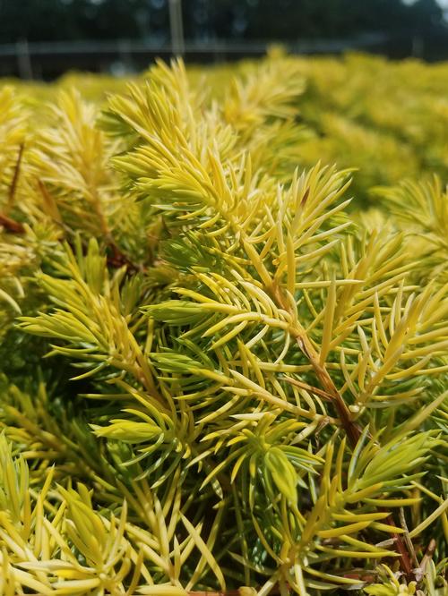Golden Pacific Shore Juniper Juniperus conferta Golden Pacific from Pender Nursery