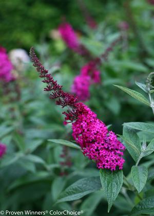 Miss Molly Butterfly Bush Buddleia x 'Miss Molly' PP#23425 from Pender Nursery