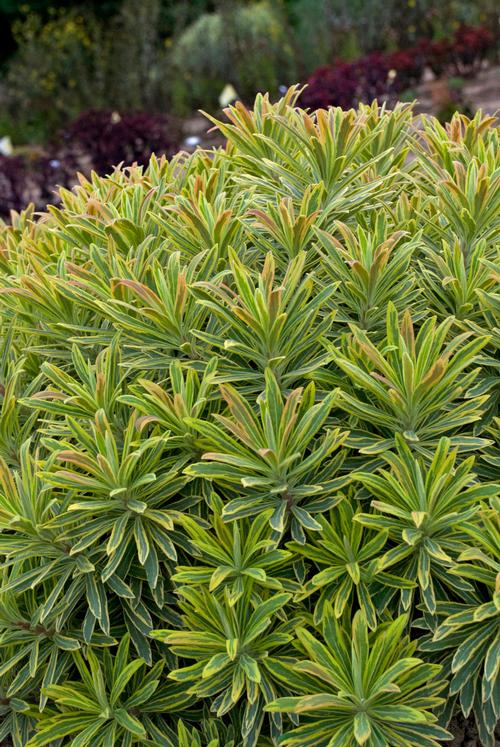 Ascot Rainbow Spurge Euphorbia x martinii 'Ascot Rainbow' PP#21401 from Pender Nursery