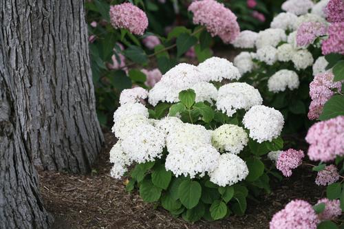 Invincibelle Wee White® Smooth Hydrangea Hydrangea arborescens Invincibelle Wee White® PP#30296 from Pender Nursery