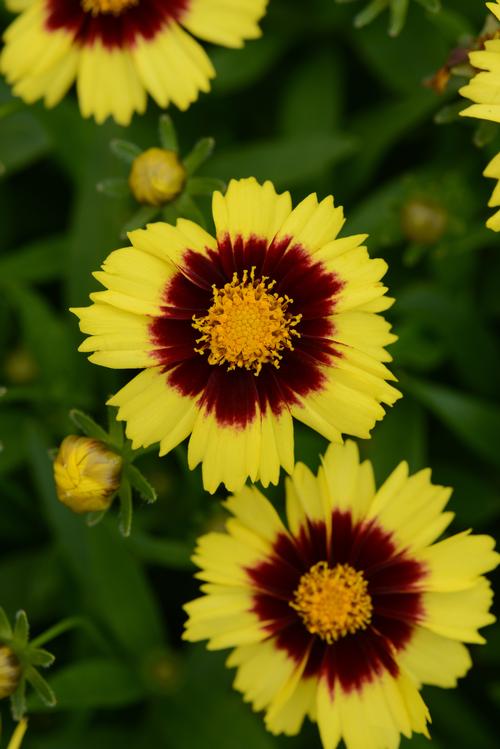 Uptick™ Yellow & Red Tickseed Coreopsis Uptick™ Yellow & Red PP#28865 from Pender Nursery