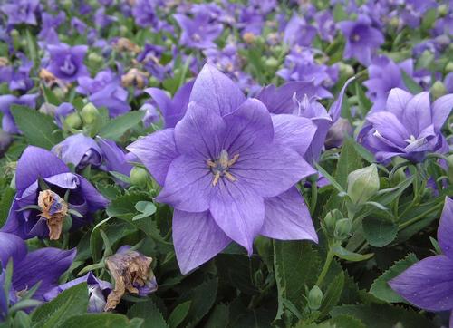 Astra Double Blue Balloon Flower Platycodon grandiflorus Astra Double Blue from Pender Nursery