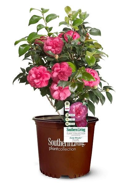 Early Wonder® Spring Blooming Camellia Camellia japonica Early Wonder® from Pender Nursery
