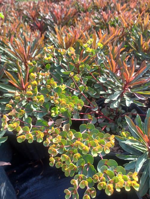 Miner's Merlot Spurge Euphorbia 'Miner's Merlot' PPAF from Pender Nursery
