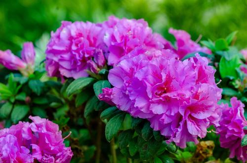 Autumn Majesty® Encore Azalea® Rhododendron Autumn Majesty® PP#32967 from Pender Nursery