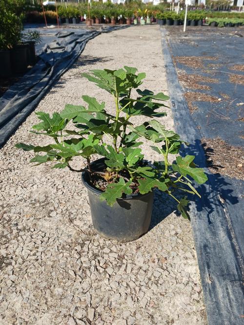 Chicago Hardy Fig Ficus carica 'Chicago Hardy' from Pender Nursery