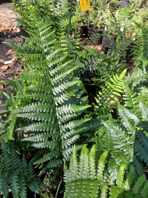 Southern Shield Fern Thelypteris normalis from Pender Nursery