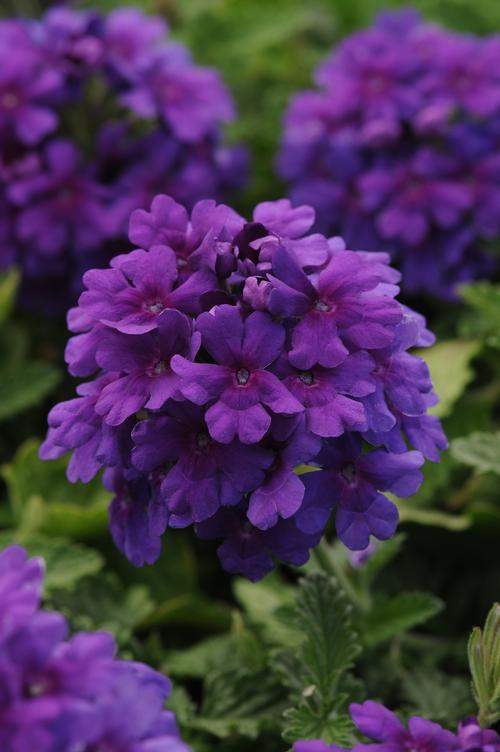 EnduraScape™ Dark Purple Verbena Verbena x EnduraScape™ Dark Purple PP#26131 from Pender Nursery