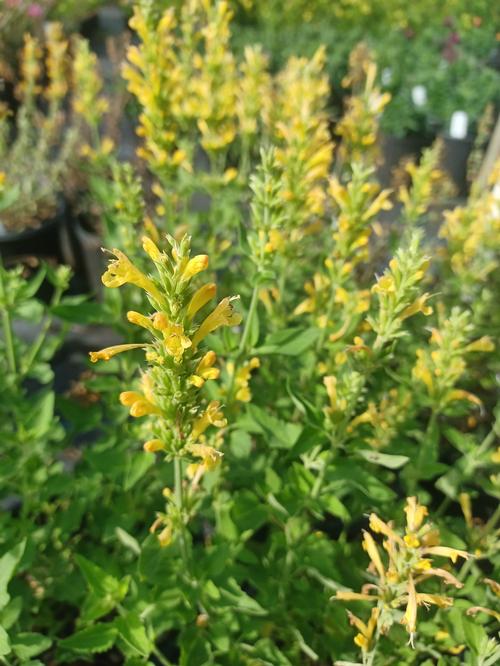 Poquito™ Butter Yellow Hyssop Agastache Poquito™ Butter Yellow PP#20403 from Pender Nursery