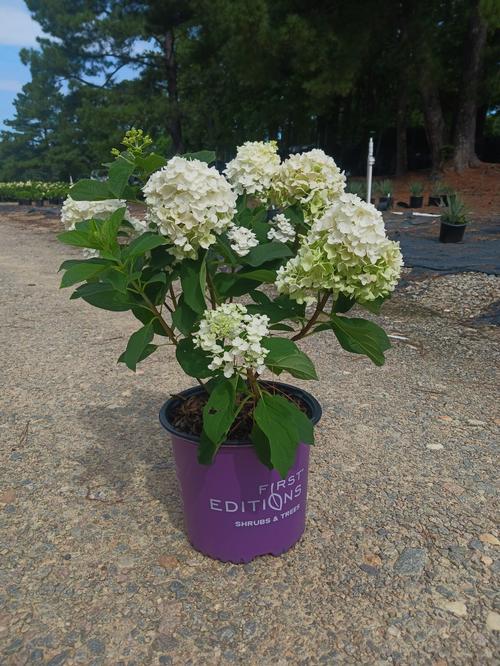 Little Hottie® Hydrangea Hydrangea paniculata Little Hottie® PP#32549 from Pender Nursery