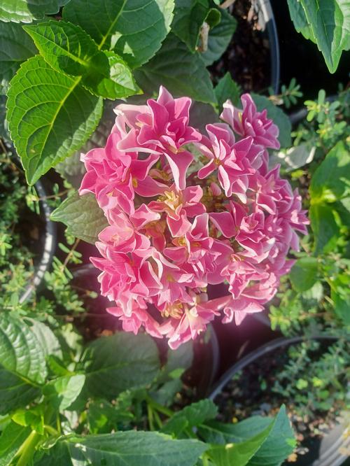 Rosy Splendor Bigleaf Hydrangea Hydrangea macrophylla Rosy Splendor PP#23748 from Pender Nursery