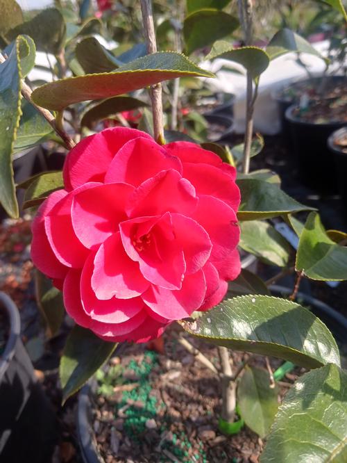 Arctic Rose Spring Blooming Camellia Camellia japonica 'Arctic Rose' from Pender Nursery