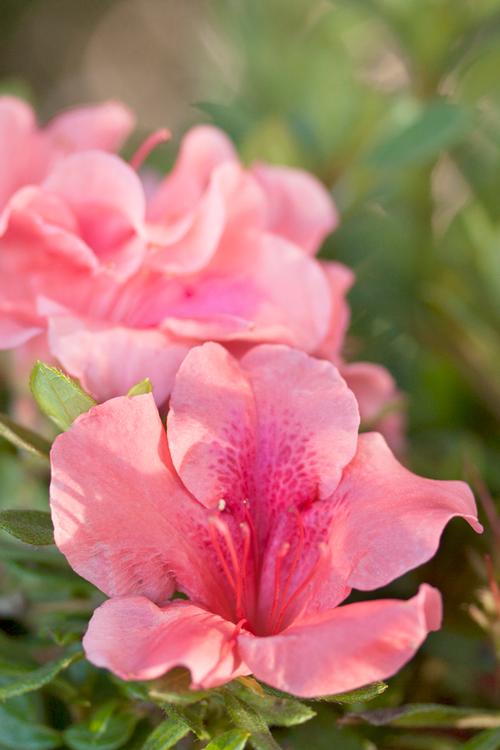 Autumn Coral™ Reblooming Azalea Rhododendron Autumn Coral™ PP#10568 from Pender Nursery
