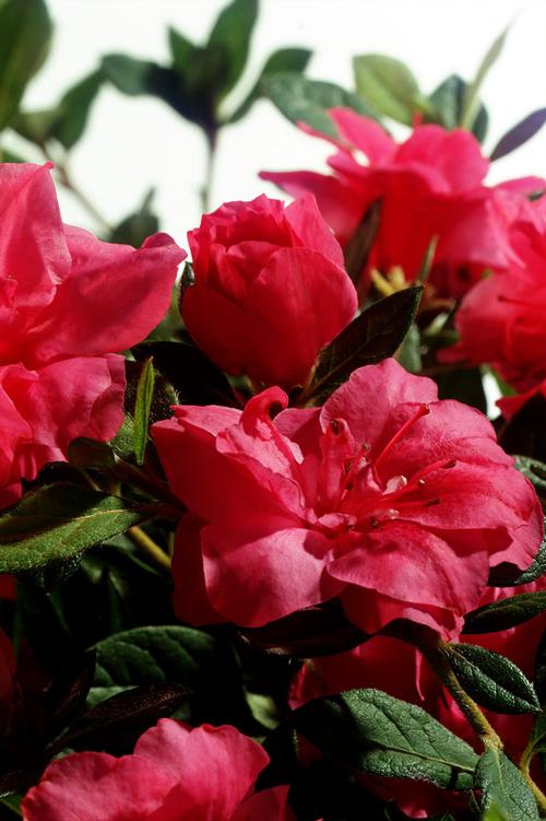 Autumn Rouge® Reblooming Azalea Rhododendron Autumn Rouge® PP#10438 from Pender Nursery