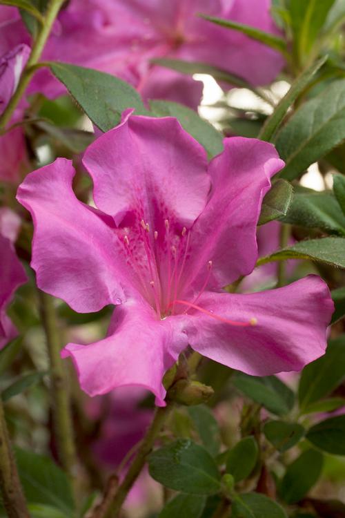 Autumn Royalty® Reblooming Azalea Rhododendron Autumn Royalty® PP#10580 from Pender Nursery