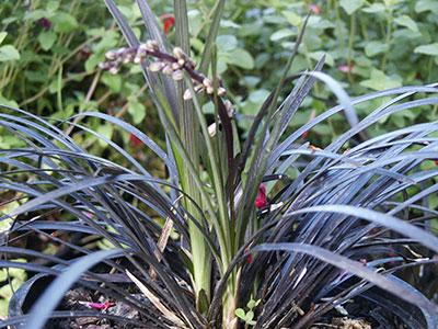 Black Mondo Grass Ophiopogon planiscapus Nigrescens from Pender Nursery