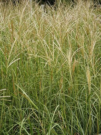 Dwarf Maiden Grass Miscanthus sinensis 'Adagio' from Pender Nursery