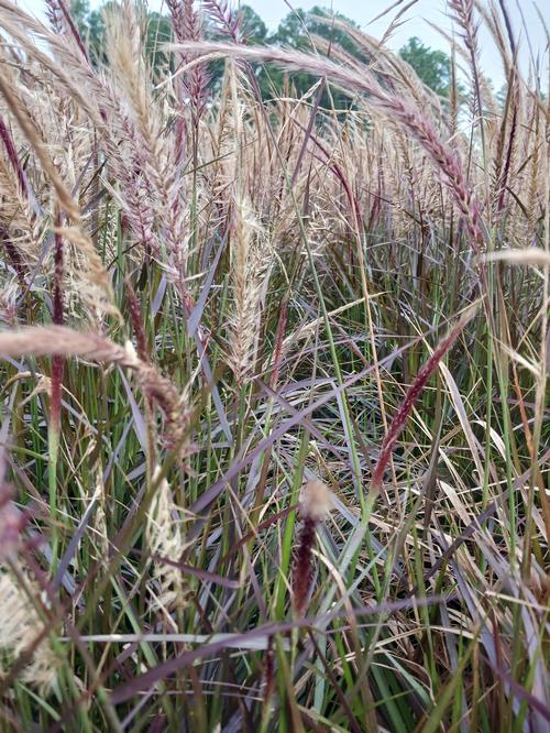 (Purple Fountain Grass) Pennisetum setaceum 'Rubrum' from Pender Nursery