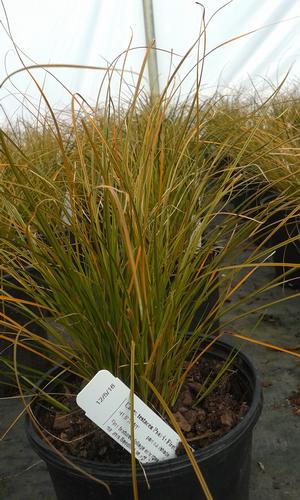 Prairie Fire™ Sedge Carex testacea Prairie Fire™ from Pender Nursery